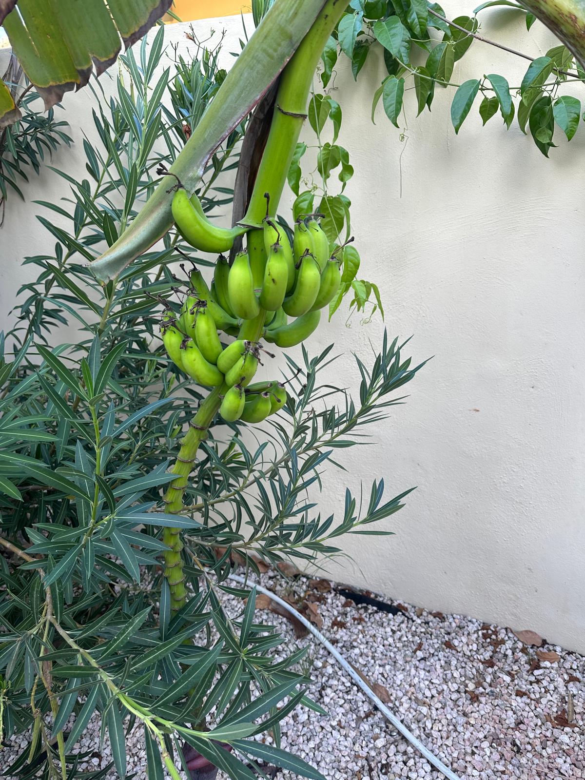 Bananenboom in de tuin