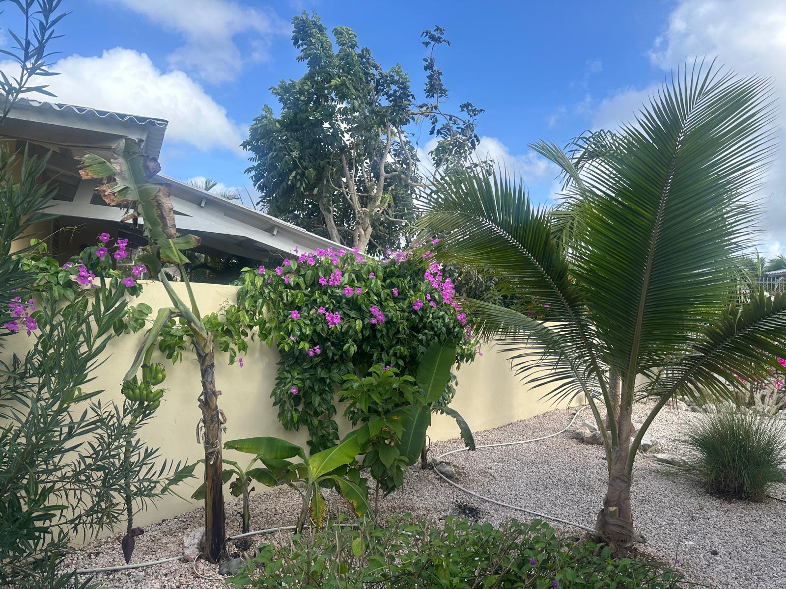 Tropische tuin met palmbomen